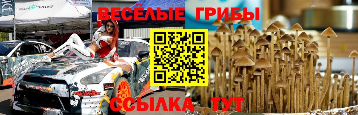 Псилоцибиновые грибы Psilocybe Камышлов